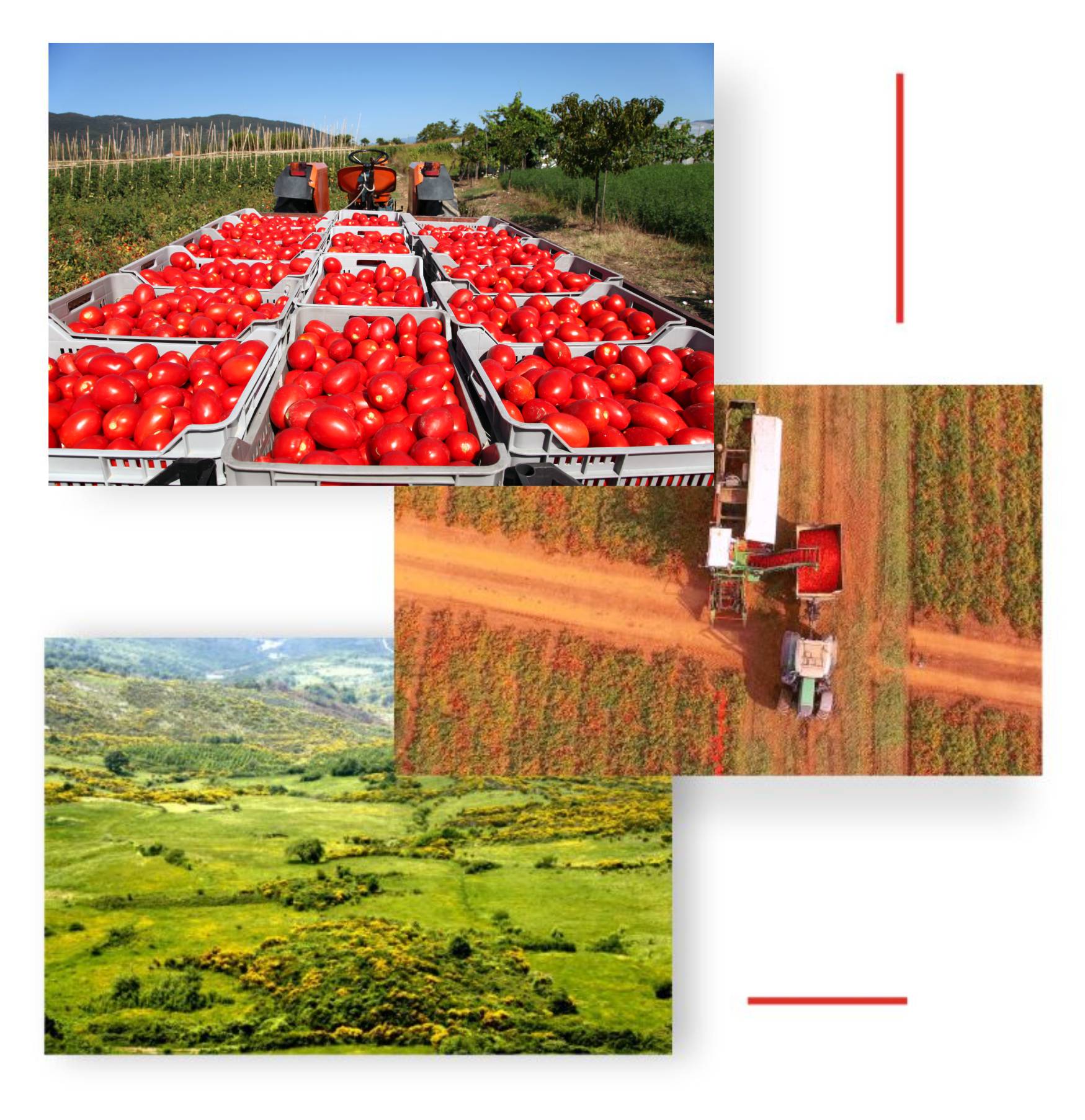 Processing Italian Tomatoes